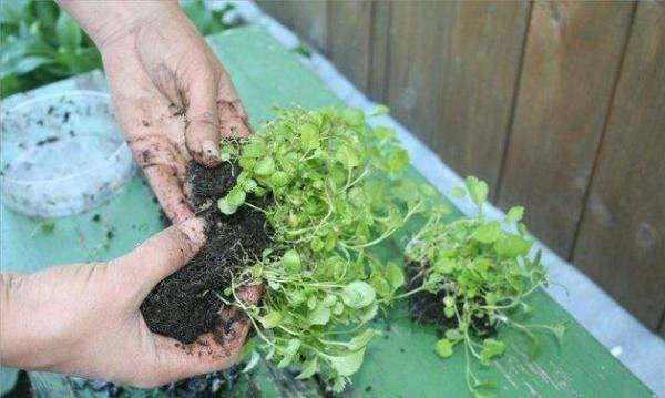 Как можно пикировать лобелию