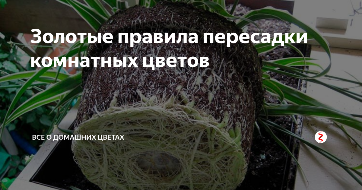 Как и когда лучше пересадить комнатные цветы?