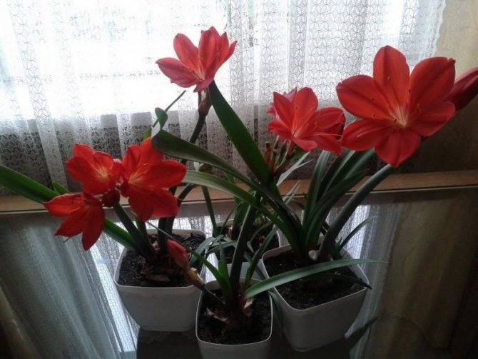 Загадочная валлота: фото, уход за огненной лилией