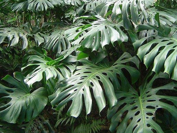Монстера (Monstera) – уход, фото, виды