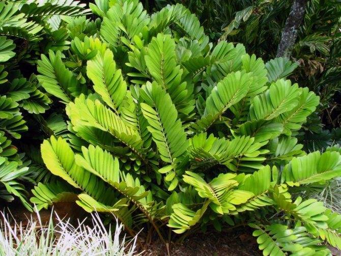 Замия (Zamia) – уход, фото, виды