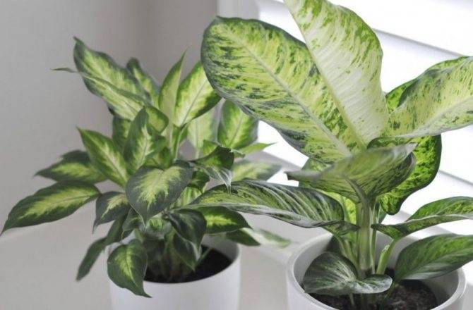 Диффенбахия (Dieffenbachia) – уход, фото, виды