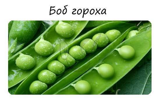 Бобовые (Мотыльковые)