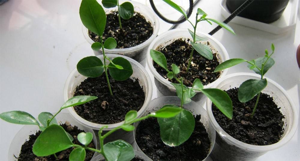 Ледебурия — уход в домашних условиях, фото видов и сортов