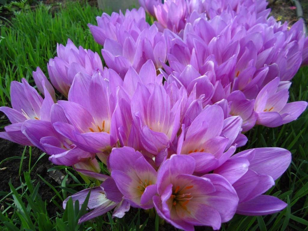 Безвременниковые