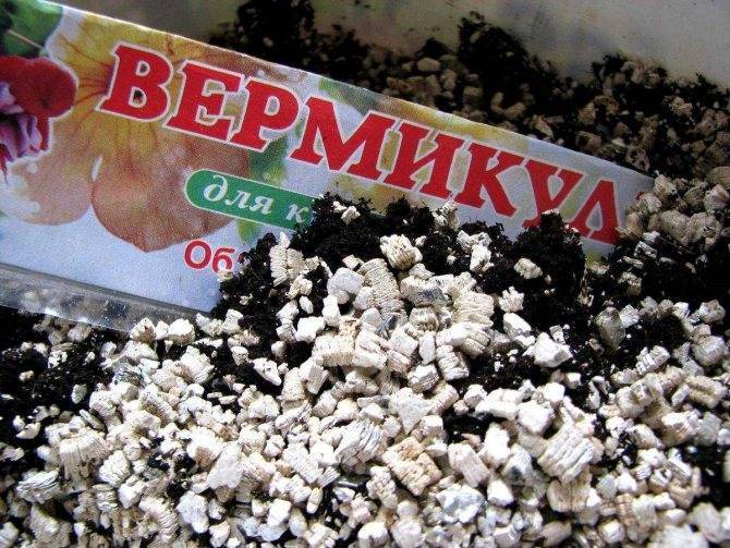 Зимнее размножение хвойных черенками – как правильно отделять и укоренять черенки?