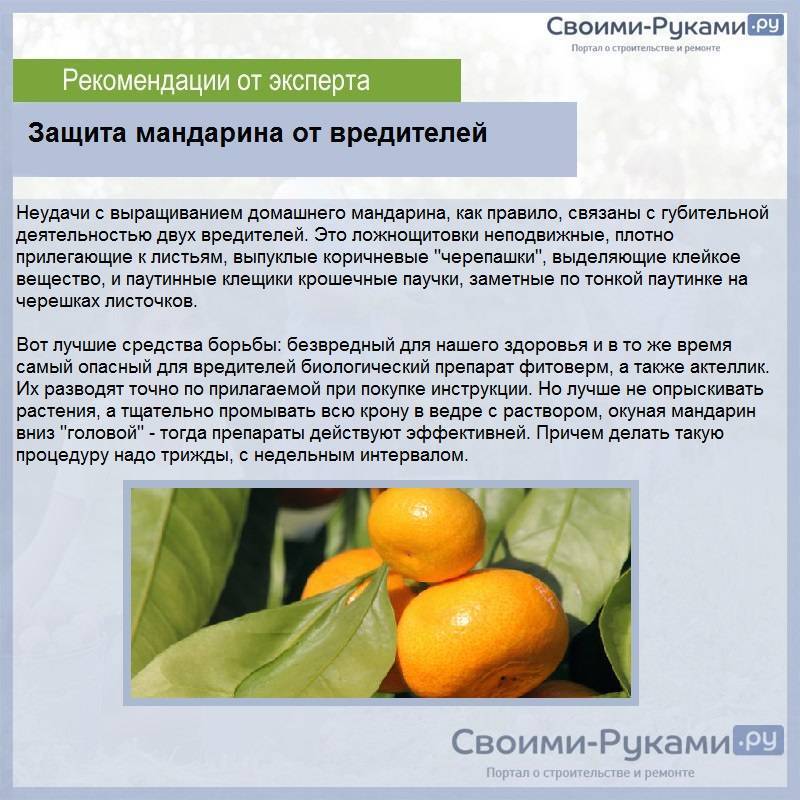 Как вырастить мандарин в домашних условиях