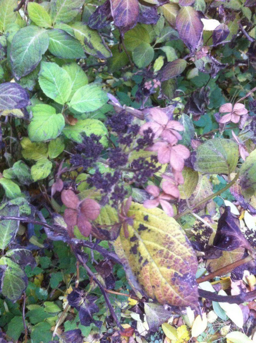 Домашняя гортензия: уход, фото, описание, сорта и особенности разведения