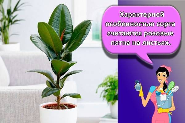 Фикус: уход в домашних условиях, формирование кроны, полив, пересадка