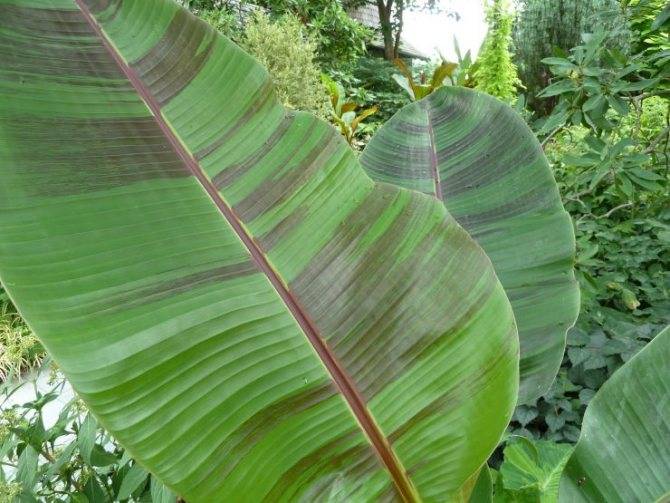 Алоказия (Alocasia) – уход, фото, виды