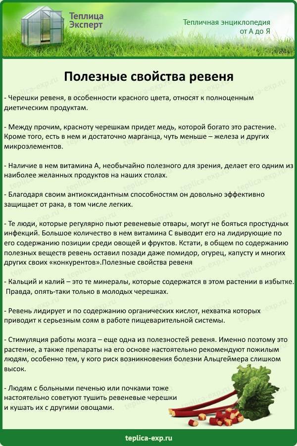 Ревень: выращивание на огороде из семян