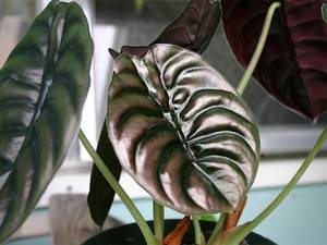 Алоказия (Alocasia) – уход, фото, виды