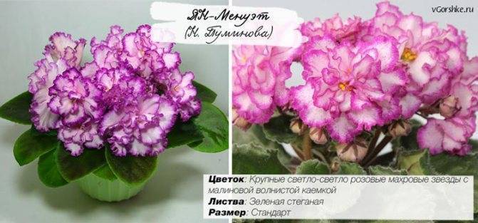 Кутровые