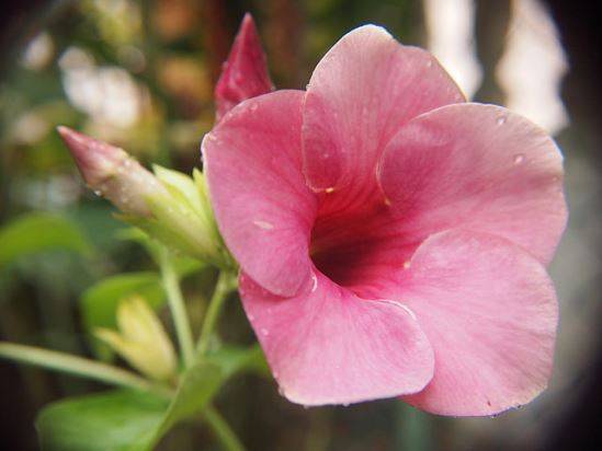 Алламанда (Allamanda) – уход, фото, виды