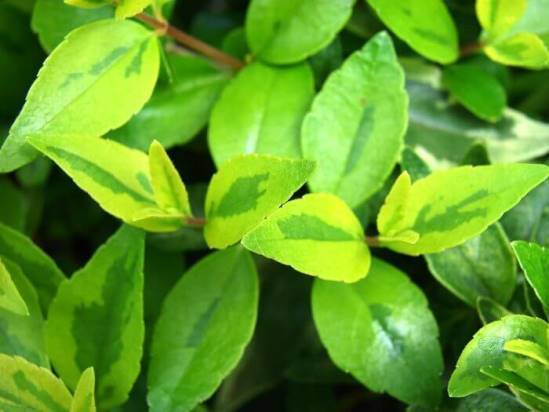 Абелия (Abelia) – уход, фото, виды