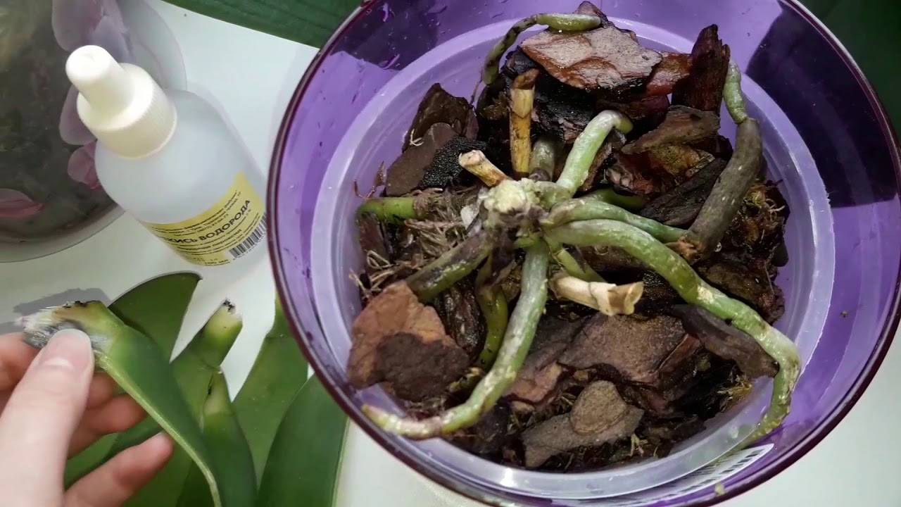 Как реанимировать орхидею, если сгнили даже корни