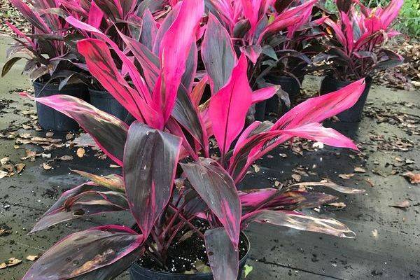 Кордилина (Cordyline) – уход, фото, виды