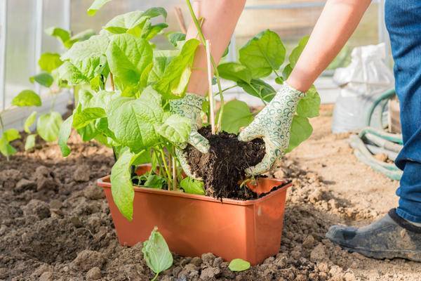Как вырастить вкусные баклажаны – чем подкормить, чтобы увеличить урожайность в разы?