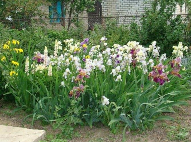 Цветок ирис: описание, популярные сорта, особенности выращивания