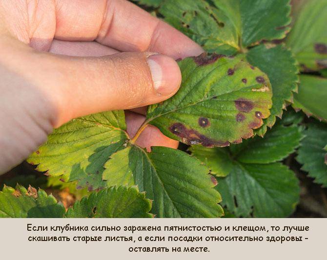 Клубника: уход после сбора урожая