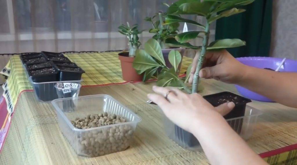 Адениум — уход в домашних условиях, пересадка, фото видов