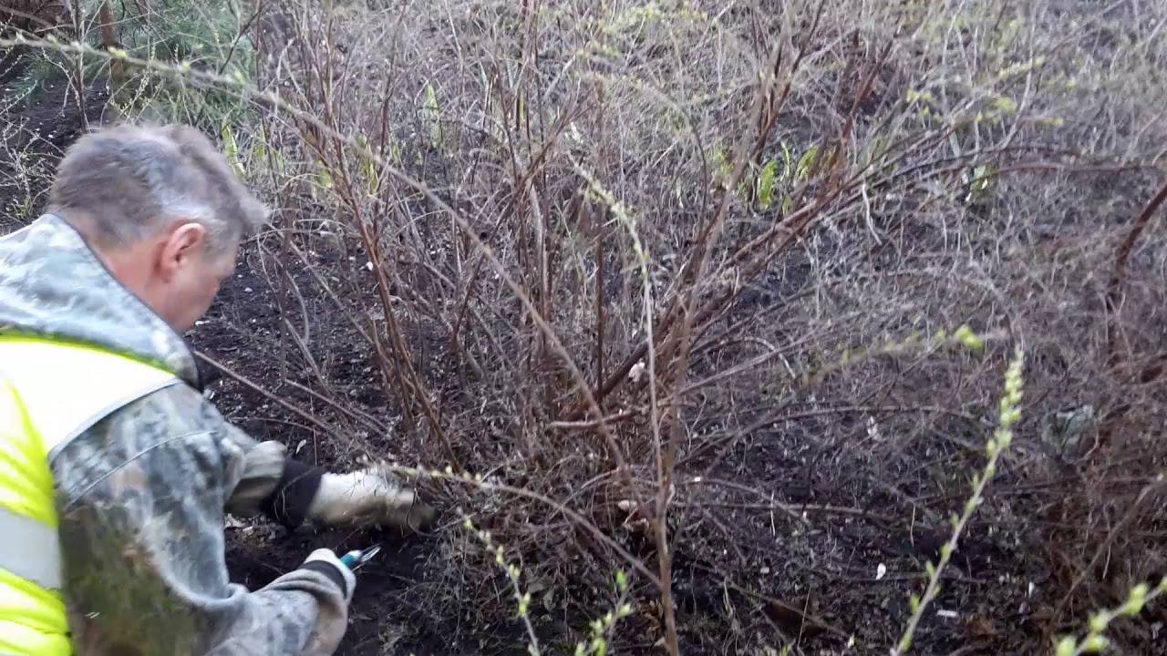 Как правильно обрезать спирею