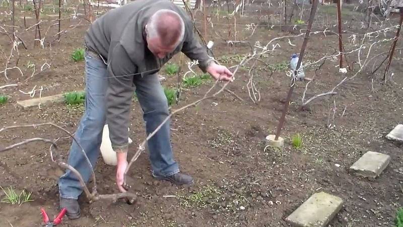 Вынужденная чеканка винограда – если виноград перерос шпалеру