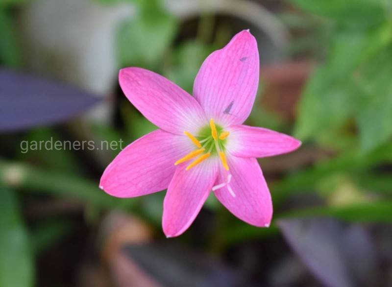 Зефирантес (Zephyranthes) – уход, фото, виды