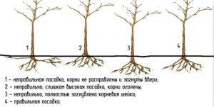 Груша: выращивание в саду, виды и сорта