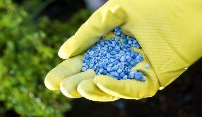 Спаржа: выращивание из семян на огороде, сорта