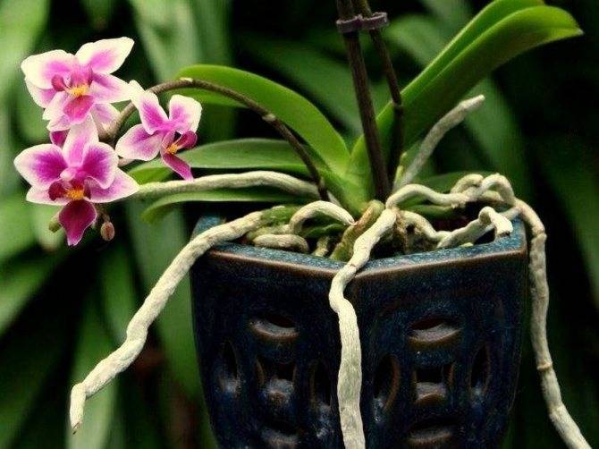 Корни орхидеи гниют, сохнут – что делать?