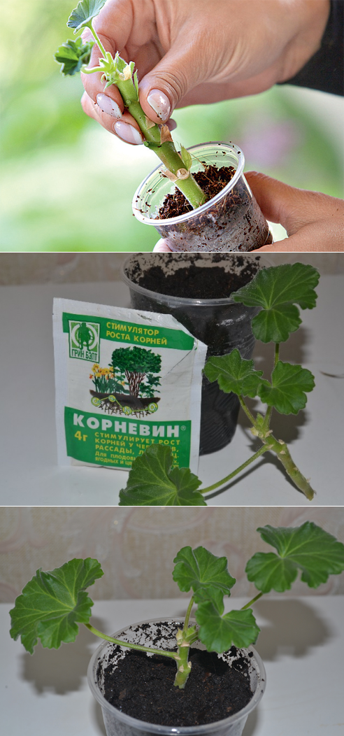 Пеларгония – описание, уход, выращивание и размножение
