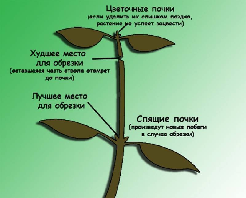 Фикус каучуконосный. обрезка и формирование растения