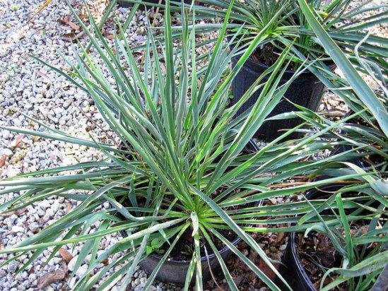 Юкка (Yucca) – уход, фото, виды