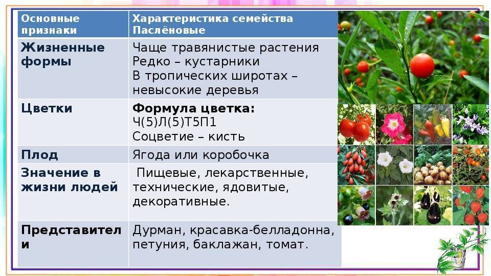 Семейство пасленовых. плод пасленовых растений картофеля и томата называют как?