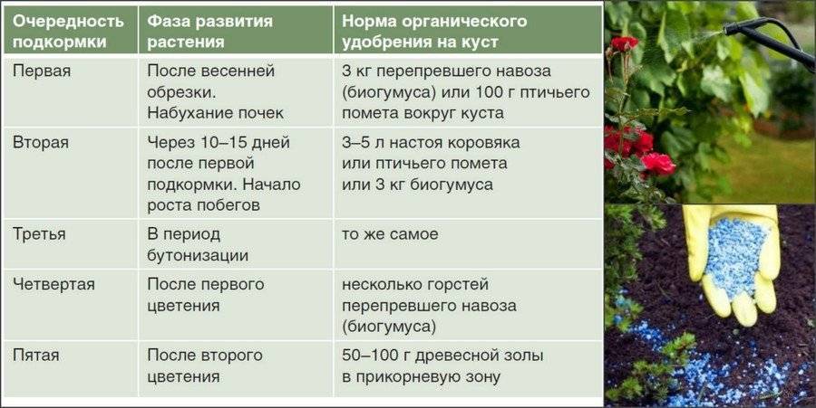 Аукуба: описание, выращивание и размножение