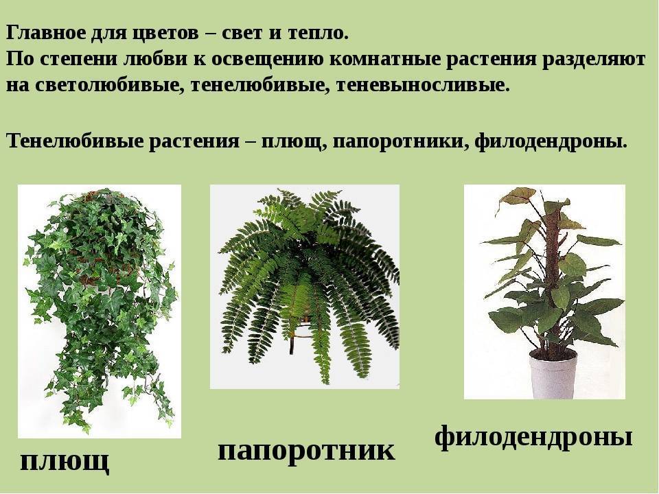 Комнатное тенелюбивое растение: названия самых неприхотливых и теневыносливых цветков, какие выбрать для выращивания в темном помещении или прихожей