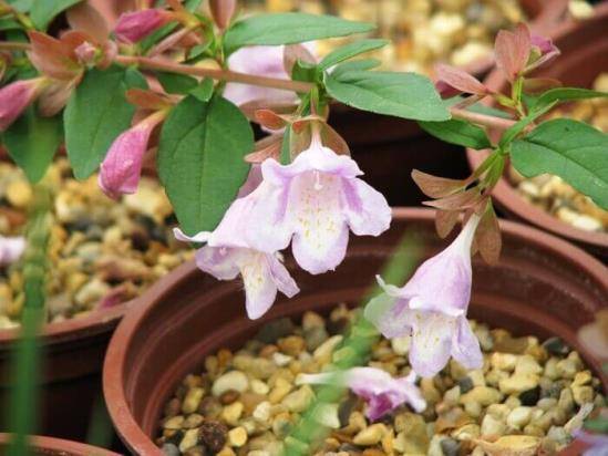 Абелия (Abelia) – уход, фото, виды