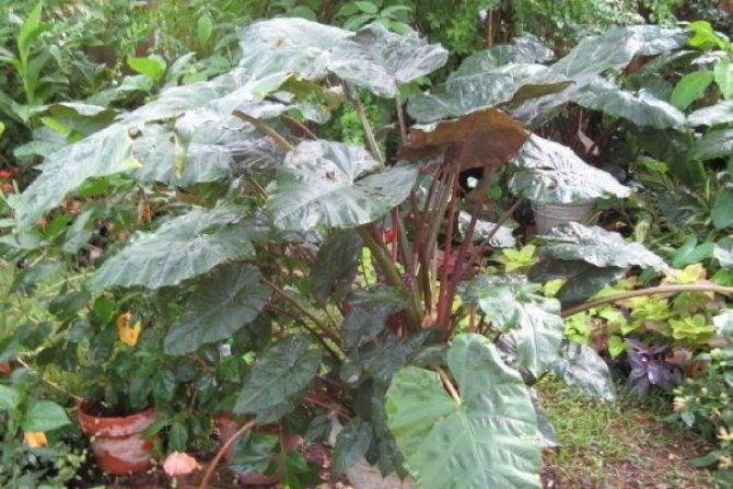 Алоказия (Alocasia) – уход, фото, виды