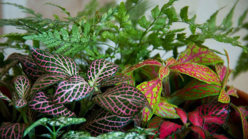 Фиттония (Fittonia) – уход, фото, виды