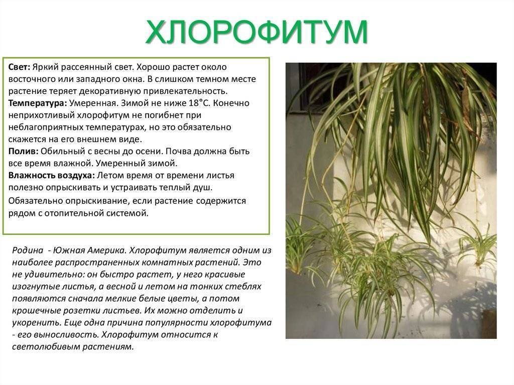 Выращивание хлорофитума оранжевого: как посадить, ухаживать, удобрять, размножать