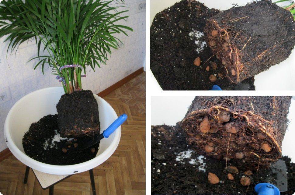 Пальмы домашние