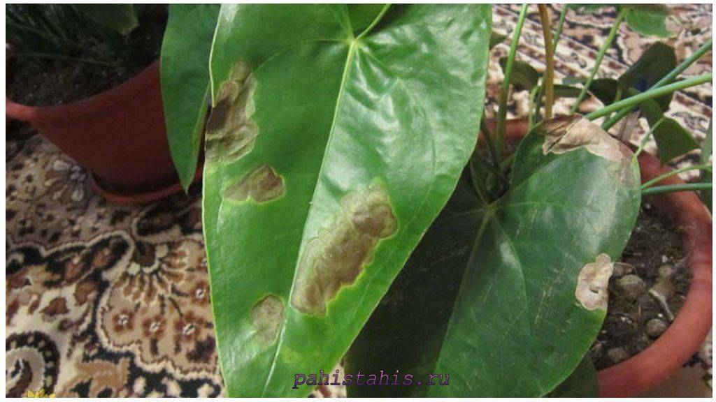 Цветок "мужское начало": фото и название, как ухаживать