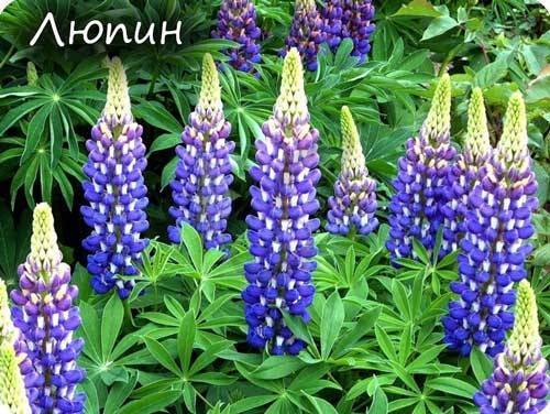Бобовые (Мотыльковые)