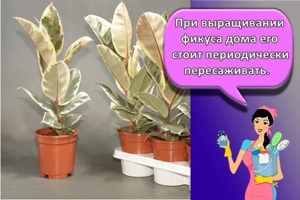 Фикус: уход в домашних условиях, формирование кроны, полив, пересадка