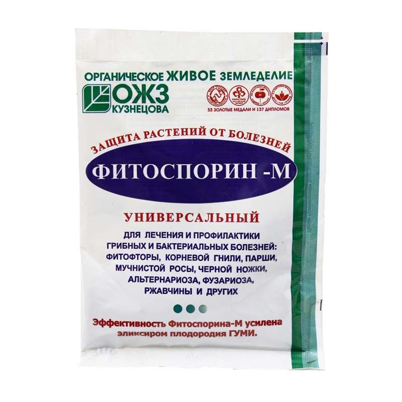 Астры: фото, описание, сорта, особенности разведения и ухода