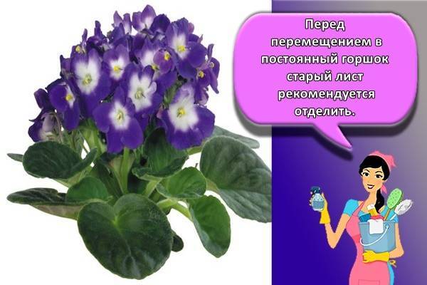 Фиалки: уход и размножение