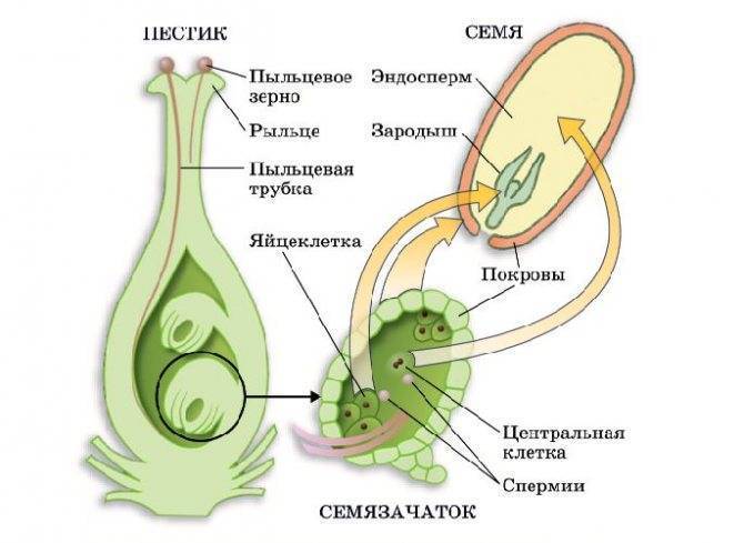 Размножение растений
