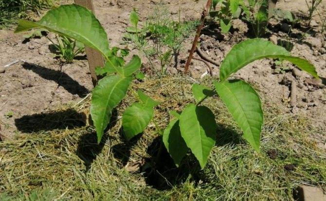Как вырастить грецкий орех из орешка – можно ли обойтись без стратификации?