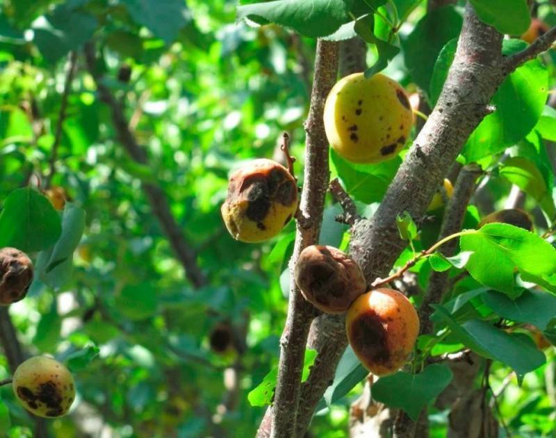 Монилиоз: лечение и профилактика, меры борьбы